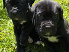 Cane Corso Puppies