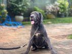 Cane Corso Puppies