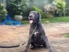 Cane Corso Puppies