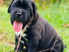 Cane Corso Puppies