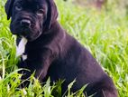 Cane Corso Puppies