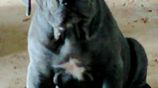 Cane Corso Puppies