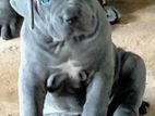 Cane Corso Puppies