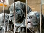 Cane Corso Puppies