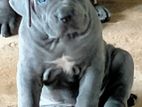 Cane Corso Puppies