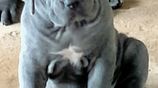 Cane Corso Puppies
