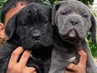 Cane Corso Puppies