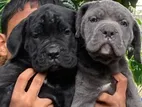 Cane Corso Puppies