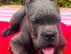Cane Corso puppies
