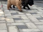 Cane Corso Puppies