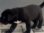 Cane Corso Puppies