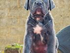 Cane Corso Puppies