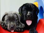 Cane Corso Puppies