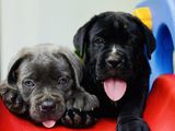 Cane Corso Puppies