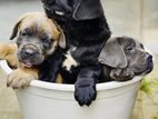 Cane Corso Puppies