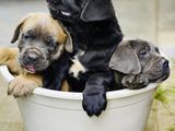 Cane Corso Puppies