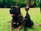 Cane Corso Puppies