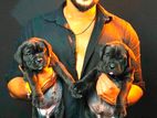 Cane Corso Puppies