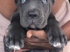 Cane Corso Puppies