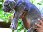 Cane Corso Puppies