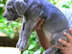 Cane Corso Puppies