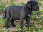 Cane Corso Puppy