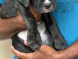 Cane Corso Puppies