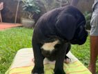 Cane Corso Puppies