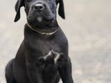 Cane Corso Puppies