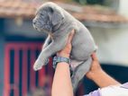 Cane Corso Puppies