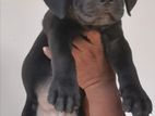 Cane Corso Puppies