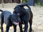 Cane Corso Puppies