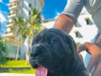 Cane Corso Puppies