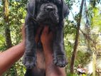 Cane Corso Puppies