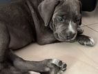 Cane Corso Puppies