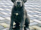 Cane Corso Dog