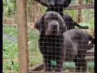 Cane Corso Puppies