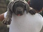 Cane Corso Puppies