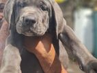 Cane Corso Puppies