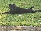 Cane Corso Puppies