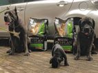 Cane Corso Puppies