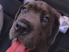 Cane Corso Puppies