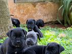 Cane Corso Puppies