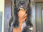 Cane Corso Puppies