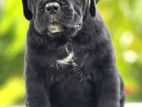 Cane Corso Puppies