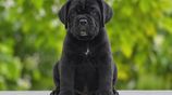 Cane Corso Puppies