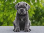 Cane Corso Puppies