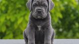 Cane Corso Puppies