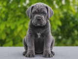 Cane Corso Puppies