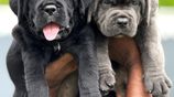 Cane Corso Puppies